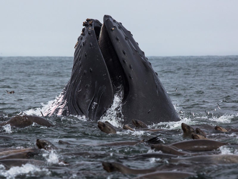 A humpback whale feeding in Monterey Bay, California. A humpback whale feeding in Monterey Bay, California.