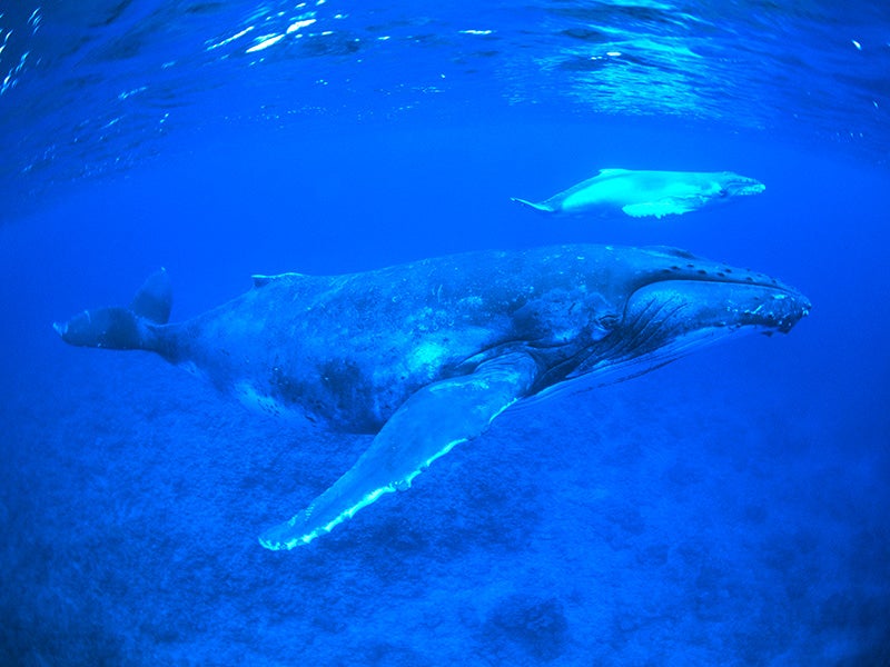 A humpback whale with newborn calf. A humpback whale with newborn calf.