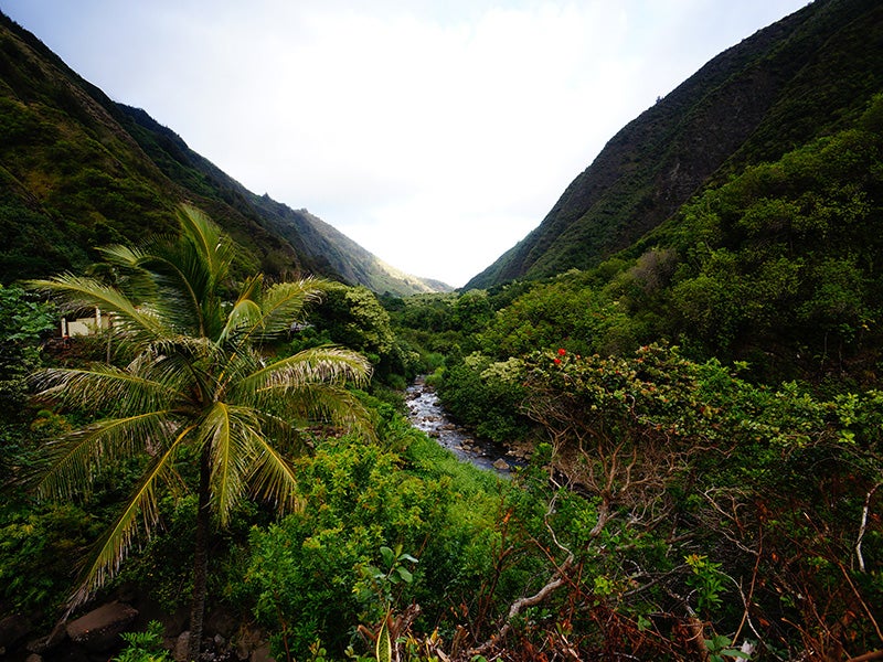 A river in 'Iao Valley. A river in 'Iao Valley.