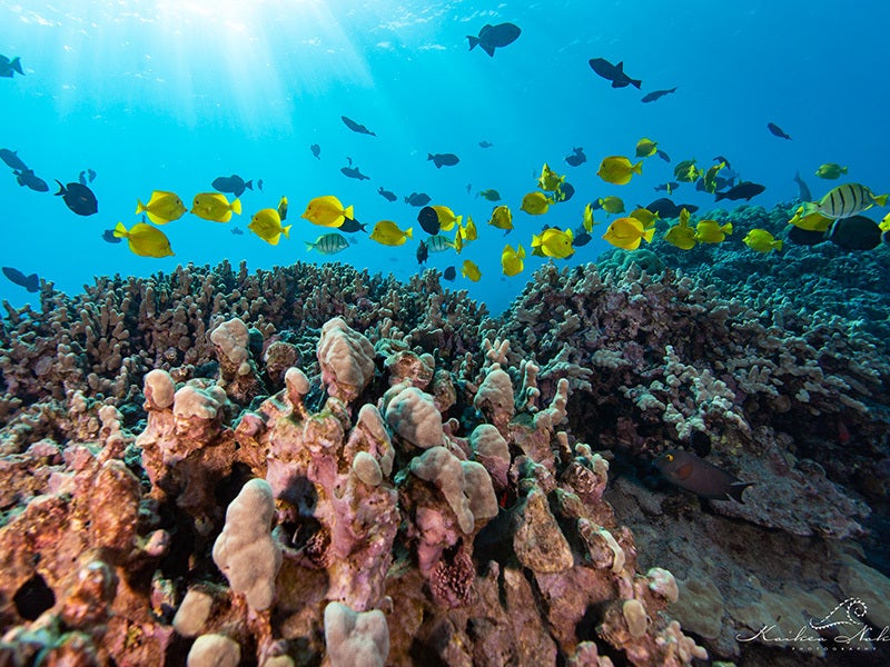 Yellow tangs, known as Lau’ipala by Native Hawaiians, are the most exploited Hawaiian aquarium fish. The industry historically has extracted roughly 300,000 individuals per year. Yellow tangs, known as Lau’ipala by Native Hawaiians, are the most exploited Hawaiian aquarium fish. The industry historically has extracted roughly 300,000 individuals per year.