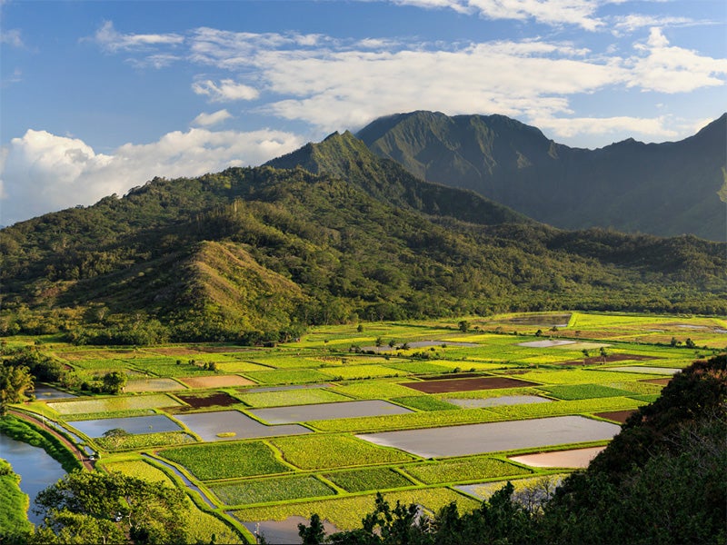 Taro fields on Kauaʻi. Taro fields on Kauaʻi.