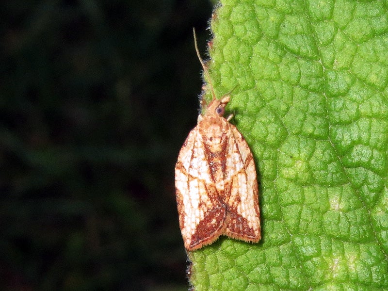 A light brown apple moth. The apple moth program targets an insect that to date has done no documented damage to crops or wild plants in California. A light brown apple moth. The apple moth program targets an insect that to date has done no documented damage to crops or wild plants in California.