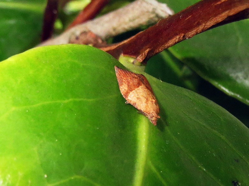 A light brown apple moth. A light brown apple moth.
