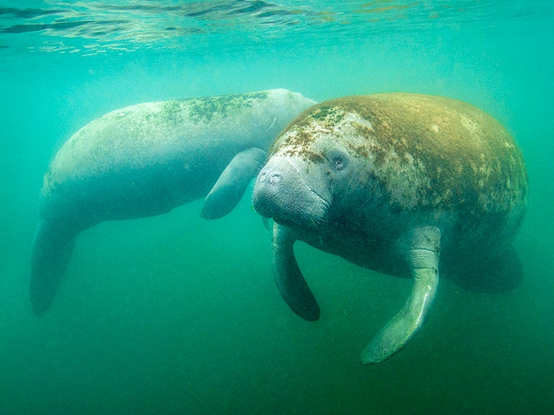 Manatees swim in Florida's Crystal River. Manatees swim in Florida's Crystal River.