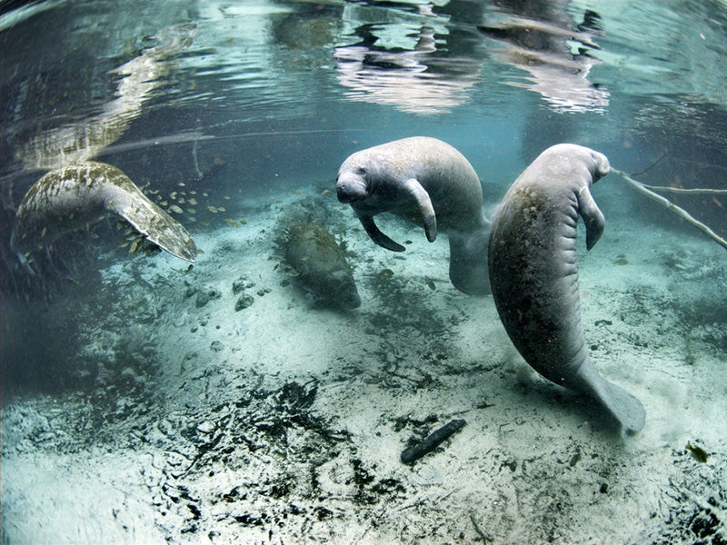 Endangered Florida manatees at the Crystal River National Wildlife Refuge. Endangered Florida manatees at the Crystal River National Wildlife Refuge.