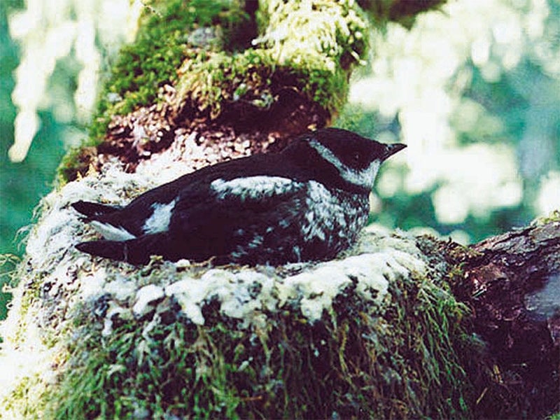 A nesting marbled murrelet.