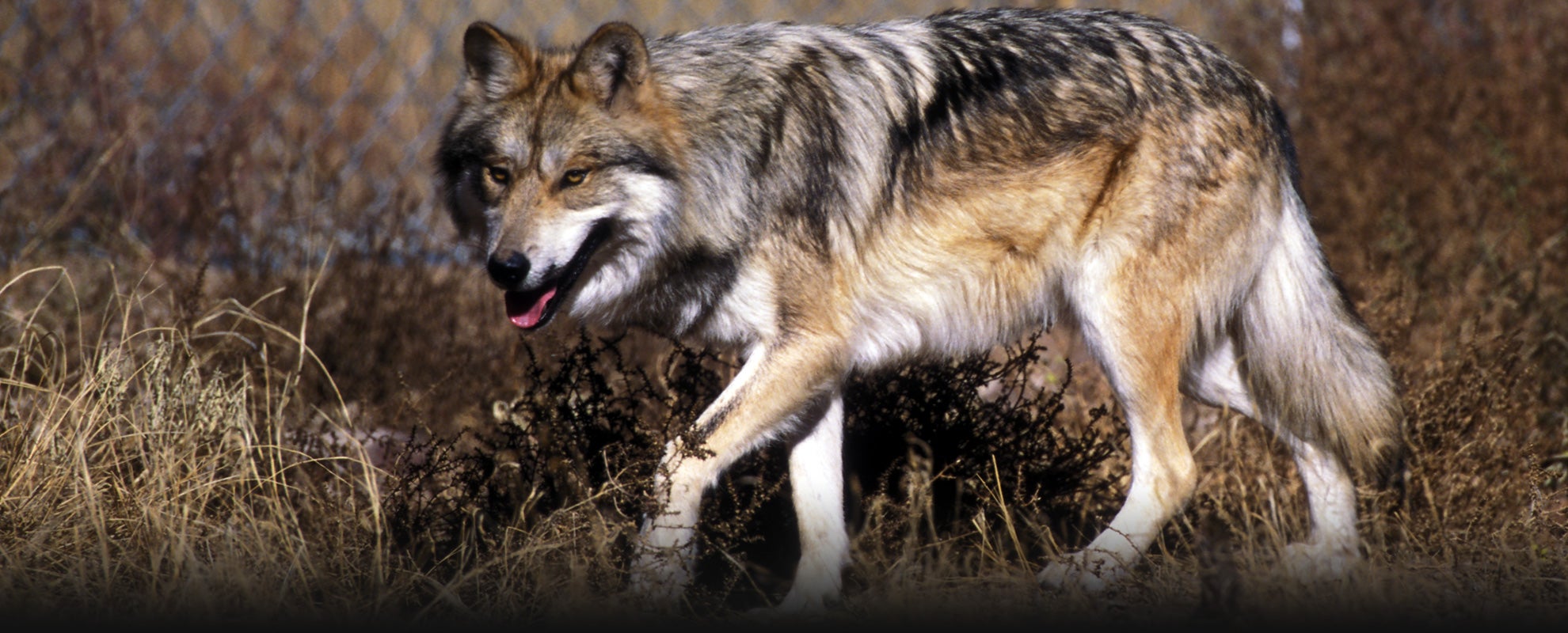 Mexican wolf on the Sevilleta National Wildlife Refuge, New Mexico. Mexican wolf on the Sevilleta National Wildlife Refuge, New Mexico.