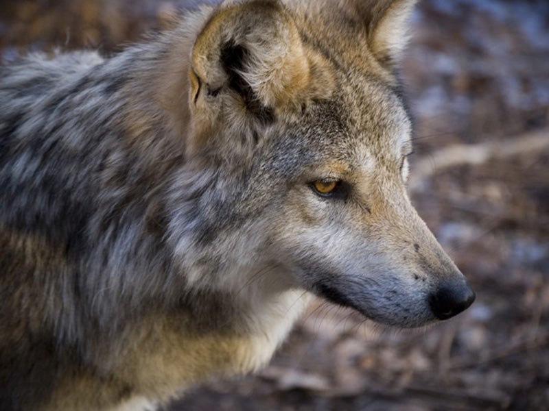 A Mexican gray wolf. A Mexican gray wolf.