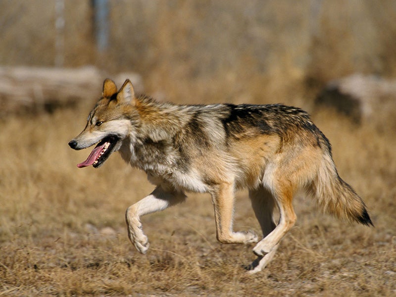 Mexican gray wolf. Mexican gray wolf.