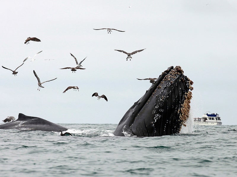 A humpback whale surfacing in Monterey Bay. A humpback whale surfacing in Monterey Bay.