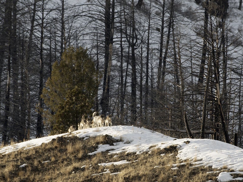 Members of the Monumental pack in the Frank Church-River of No Return Wilderness. Members of the Monumental pack in the Frank Church-River of No Return Wilderness.