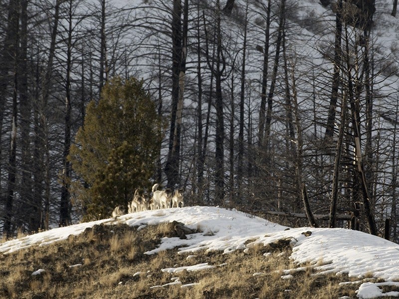 Members of the Monumental pack in the Frank Church-River of No Return Wilderness. Members of the Monumental pack in the Frank Church-River of No Return Wilderness.