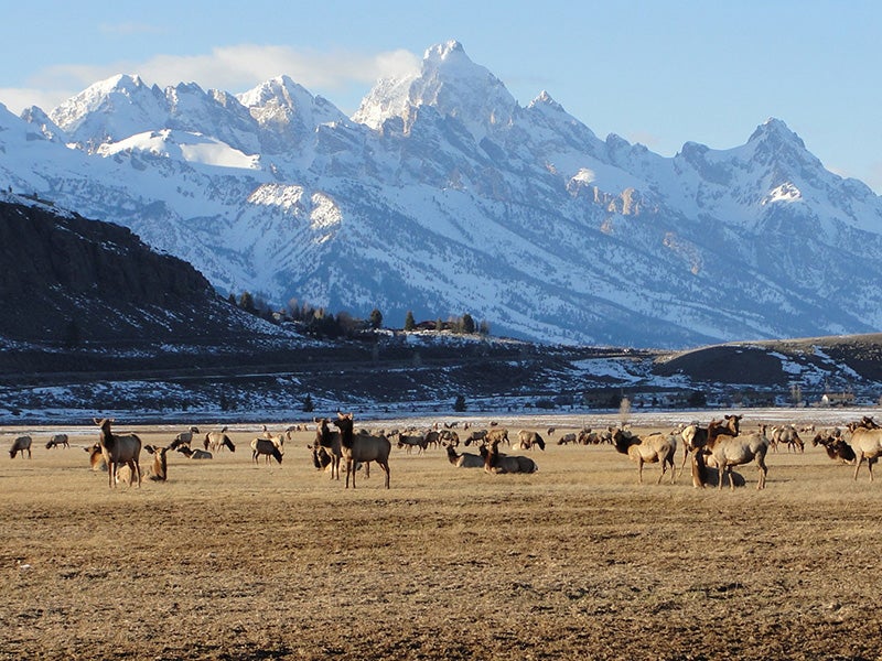 The snow cover receding at the National Elk Refuge on the first day of spring in 2014. The snow cover receding at the National Elk Refuge on the first day of spring in 2014.