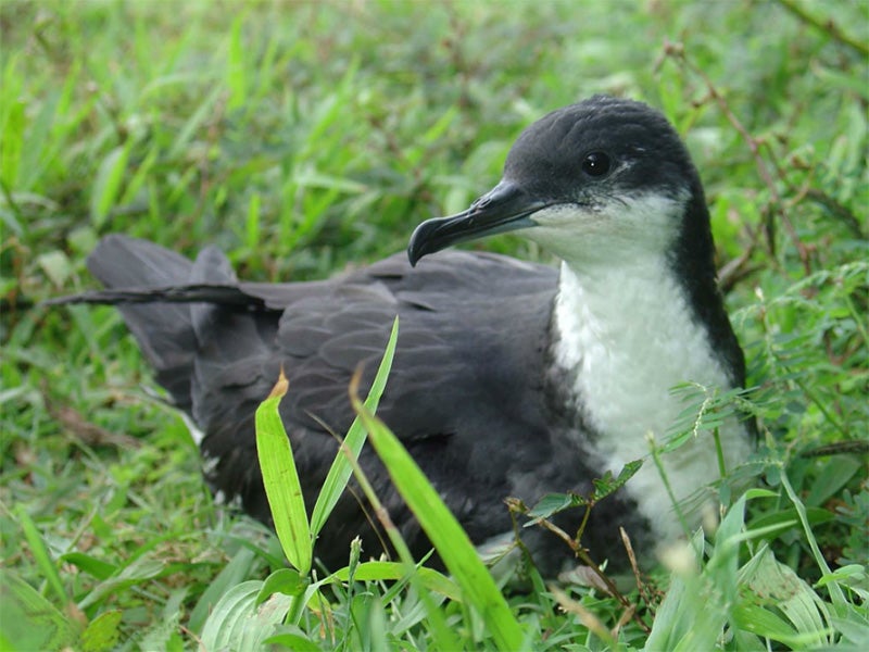 A Newell's shearwater. A Newell's shearwater.