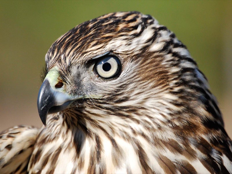 A northern goshawk. A northern goshawk.