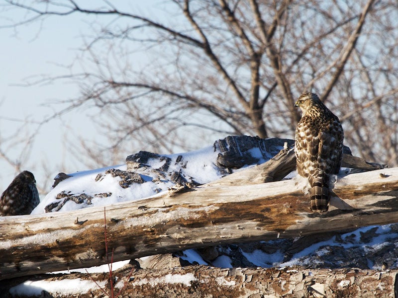 A Northern goshawk. A Northern goshawk.