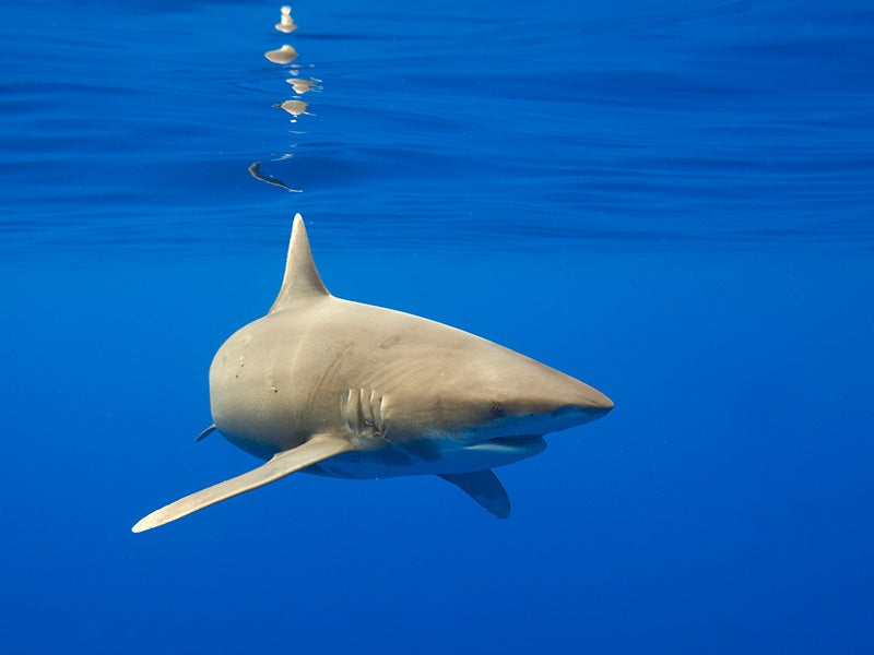 Oceanic whitetip shark (Carcharhinus longimanus) swimming in Pacific Ocean near the Big Island, Hawai'i.