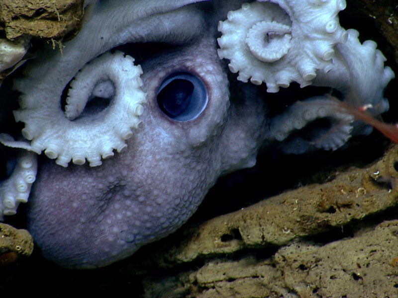 An octopus hides in the rocks in Welker Canyon. 