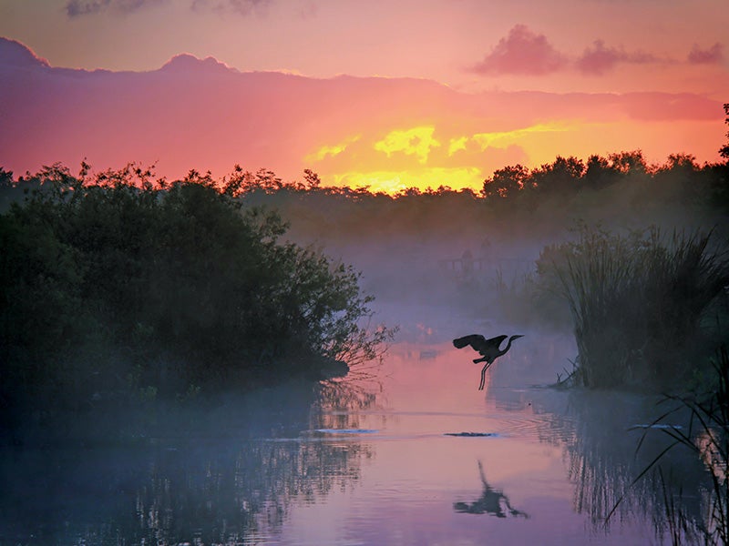Everglades National Park is one of America’s great places. The vast South Florida marsh is the largest continuous stand of sawgrass prairie left in North America and is the continent’s most significant tropical bird breeding ground. Everglades National Park is one of America’s great places. The vast South Florida marsh is the largest continuous stand of sawgrass prairie left in North America and is the continent’s most significant tropical bird breeding ground.