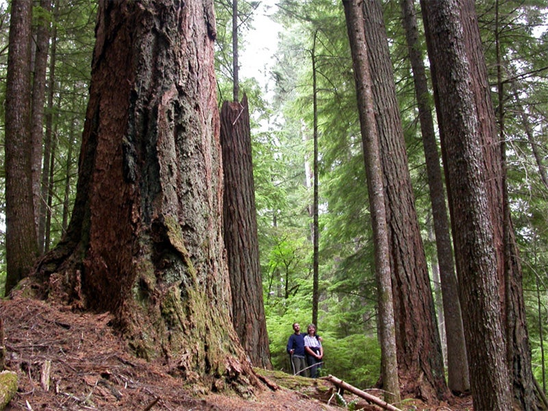 An old-growth forest in Oregon.