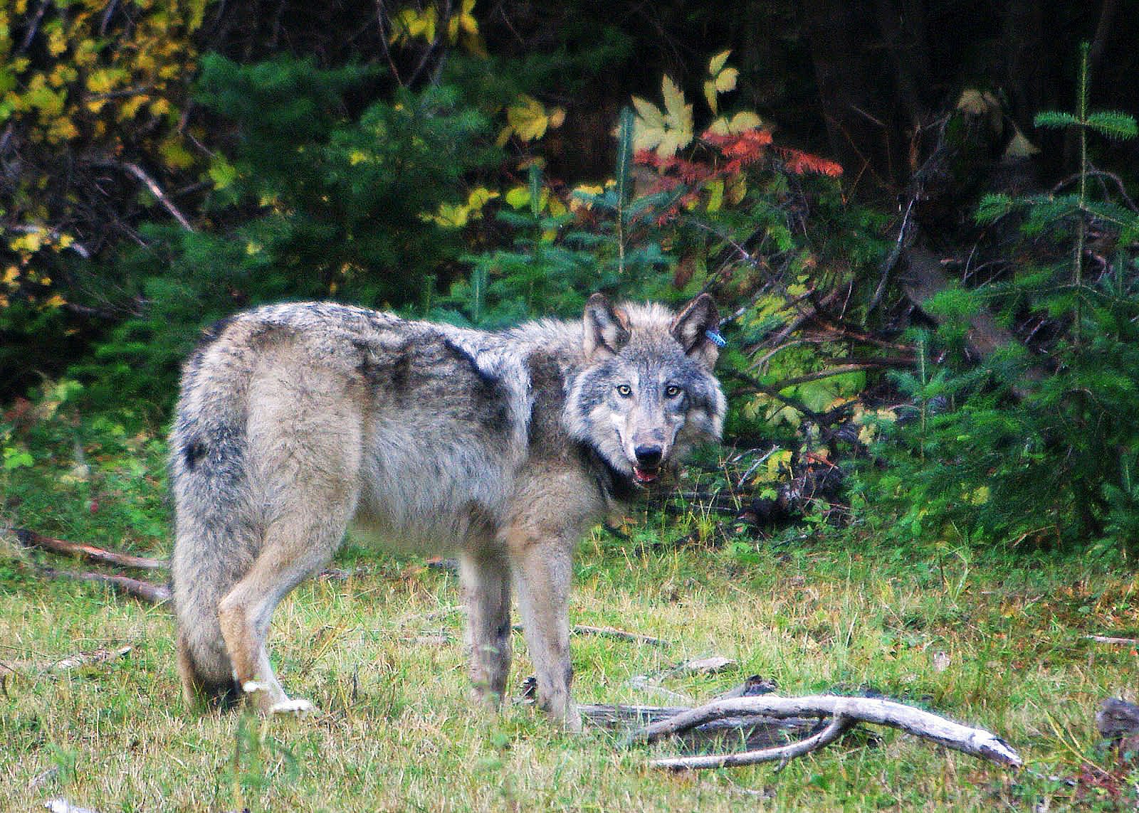 OR-10, a gray wolf. OR-10, a gray wolf.