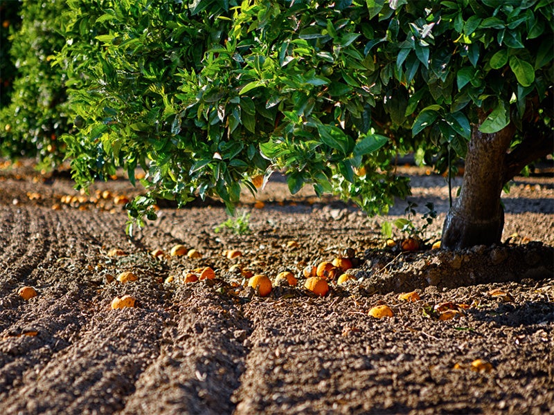An orange orchard. An orange orchard.