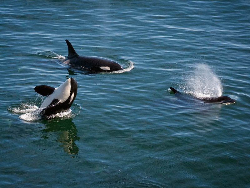 Southern Resident orca J and K pods, near Saturna's East Point, heading west, on September 4, 2011.