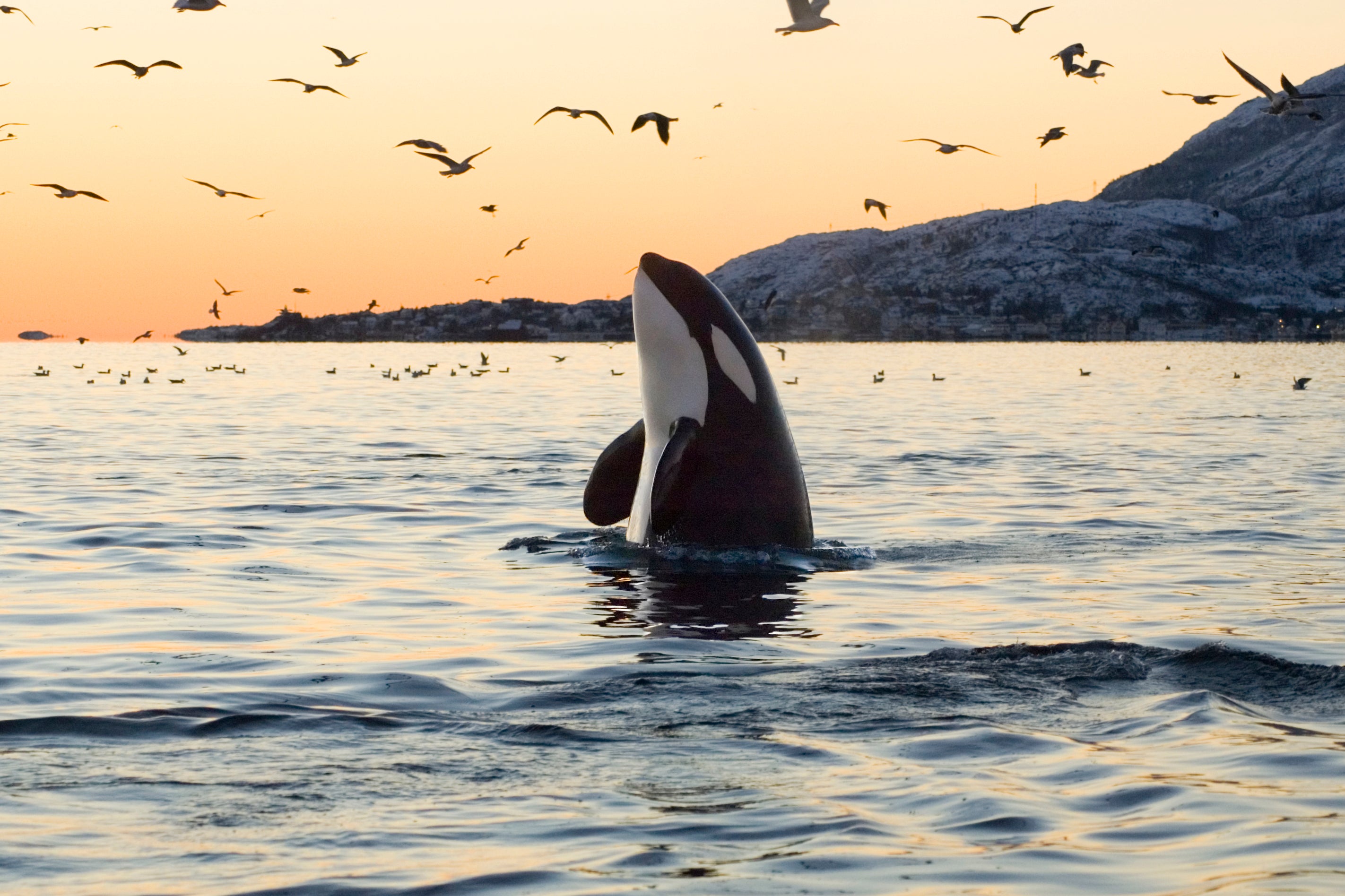 An orca spyhops to survey its surroundings. (iStockphoto)