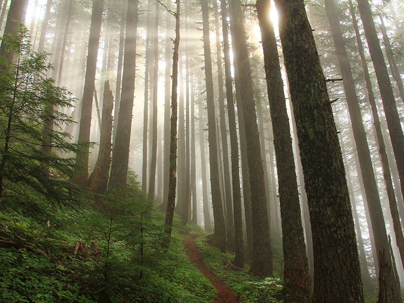 A BLM-managed forest in Oregon. A BLM-managed forest in Oregon.