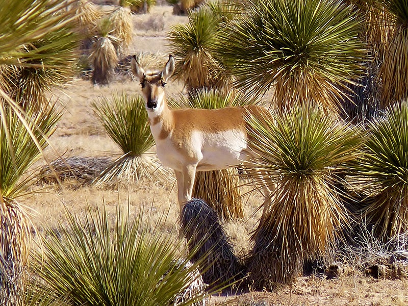 An antelope in Otero Mesa.