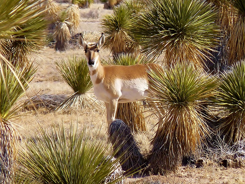 An antelope in Otero Mesa. An antelope in Otero Mesa.