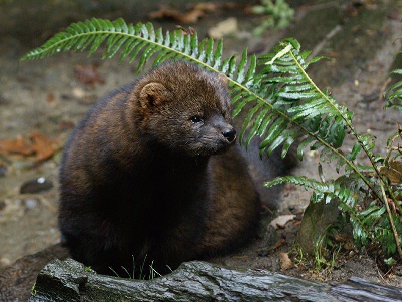 A Pacific fisher. A Pacific fisher.