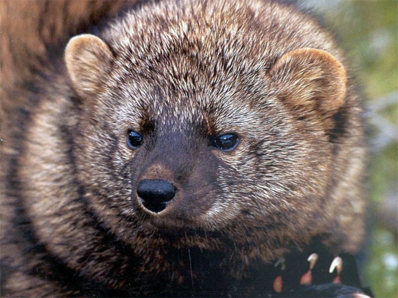 A Pacific fisher. A Pacific fisher.