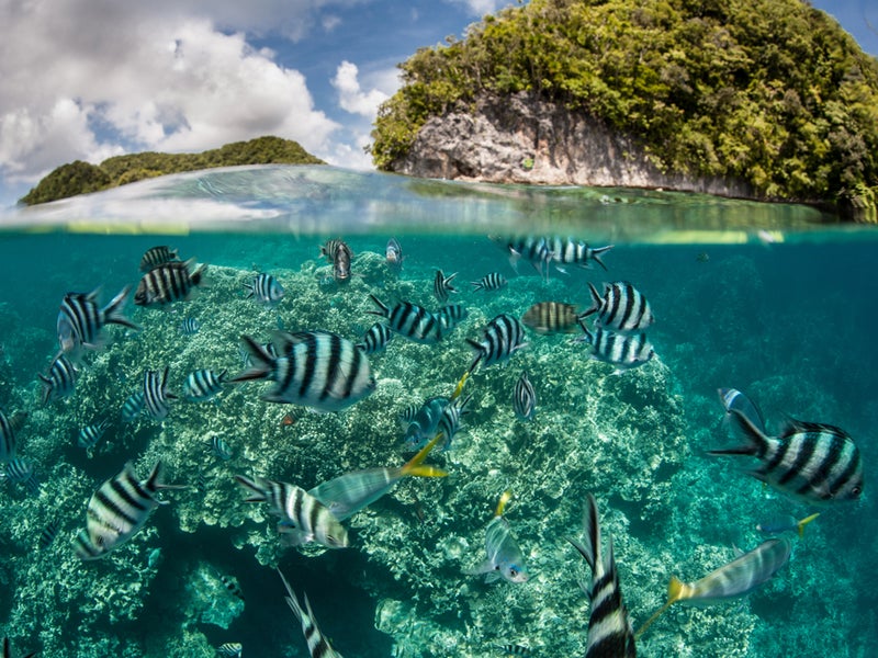 Damselfish swim in Palau's inner lagoon. Damselfish swim in Palau's inner lagoon.