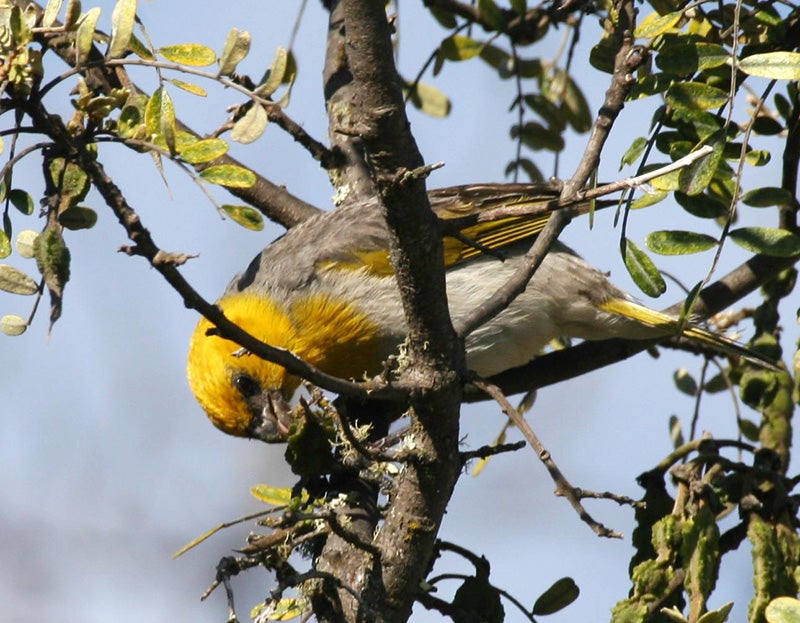 The endangered palila feeds exclusively on seeds of the mamane tree on Mauna Kea. The endangered palila feeds exclusively on seeds of the mamane tree on Mauna Kea.