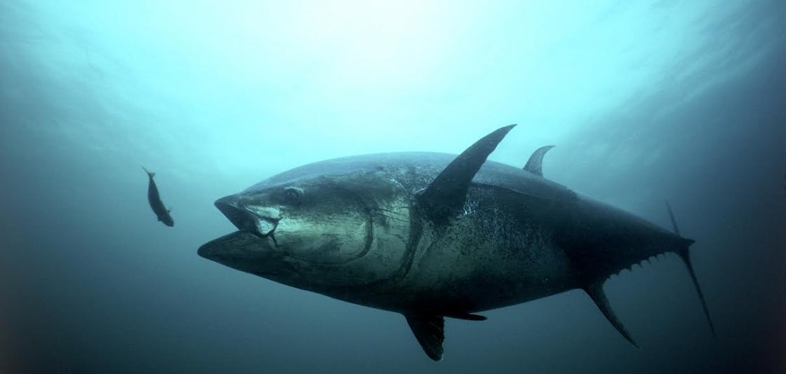 The Atlantic bluefin tuna is a top ocean predator that is critical for healthy marine ecosystems. a close up view of an Atlantic bluefin tuna underwater