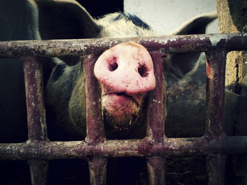 A pig pushes his snout through metal bars.