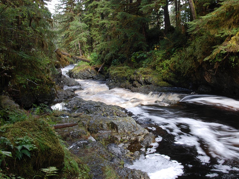 Logjam Creek at Prince of Wales Island, Alaska. Logjam Creek at Prince of Wales Island, Alaska.