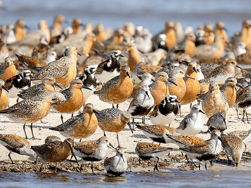 Red knots, ruddy turnstones, dunlin and semipalmated sandpipers coming through the Delaware Bay near Fortescue, N.J., on May 23, 2022. The Delaware Bay's shores are a critical stop for multiple species of migrating birds.