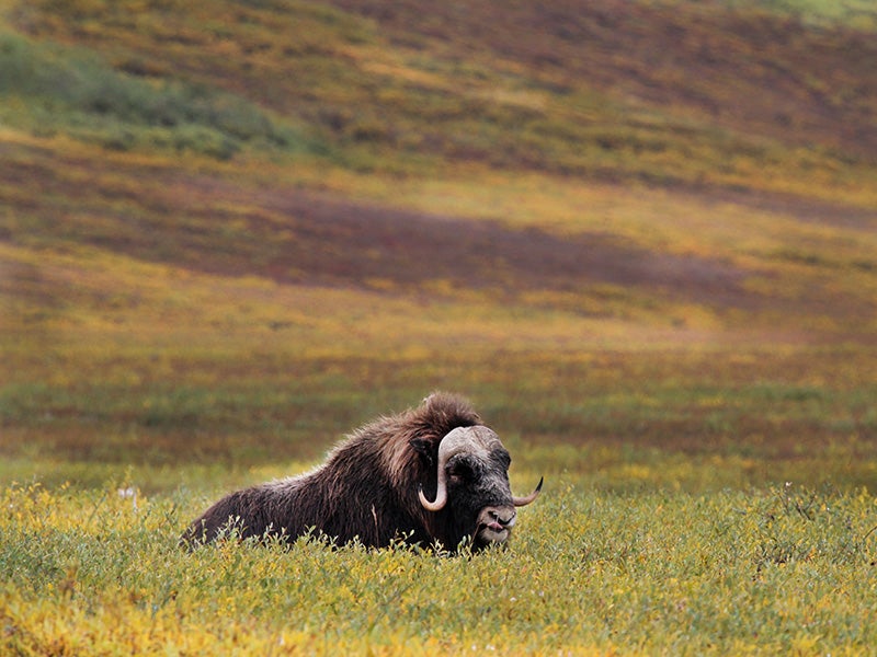 Musk ox, grizzlies, wolverines, and tens of thousands of caribou call the Arctic National Wildlife Refuge home. Musk ox, grizzlies, wolverines, and tens of thousands of caribou call the Arctic National Wildlife Refuge home.