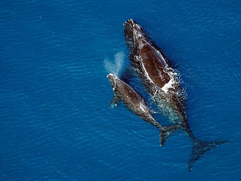 A North Atlantic right whale swims with its calf.