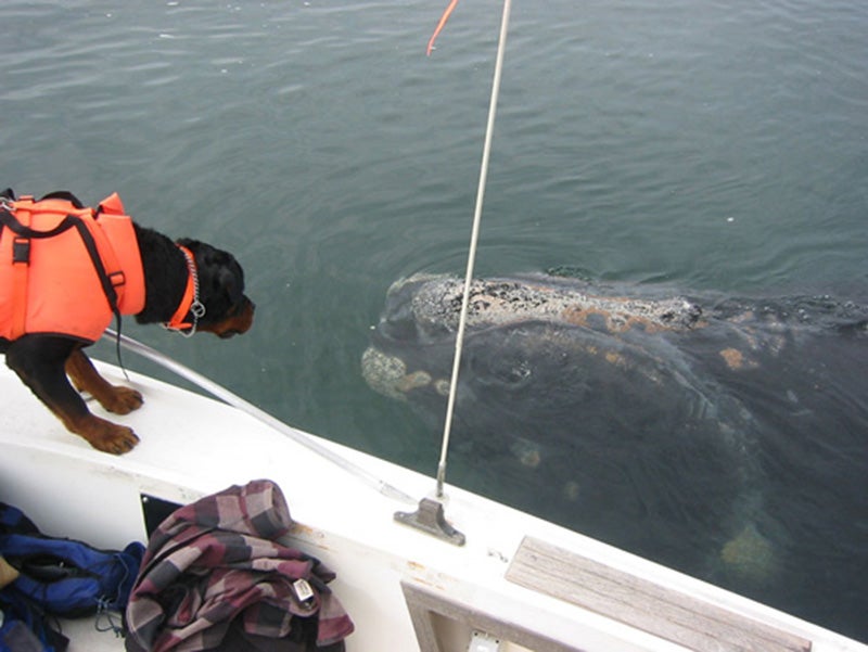 Fargo, a rottweiler trained in scent detection, helps to locate right whale scat samples that will be analyzed for hormones, biotoxins and diseases.