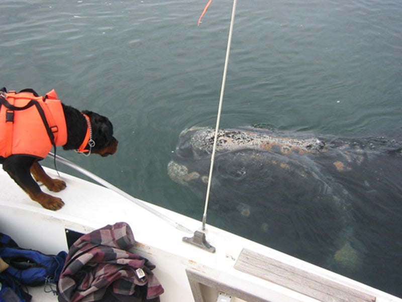 Fargo, a rottweiler trained in scent detection, helps to locate right whale scat samples that will be analyzed for hormones, biotoxins and diseases. Fargo, a rottweiler trained in scent detection, helps to locate right whale scat samples that will be analyzed for hormones, biotoxins and diseases.