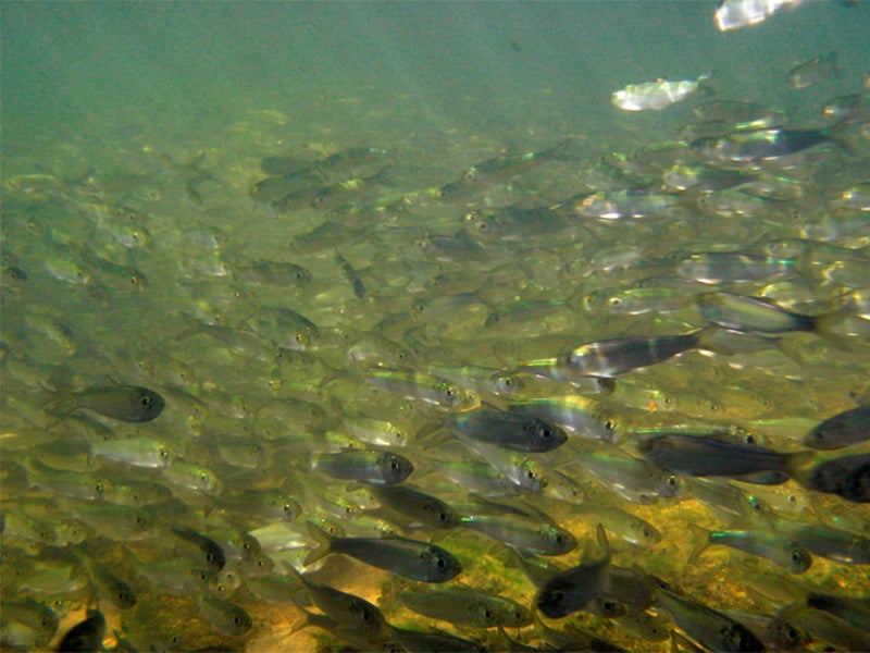 River herring swim upstream.