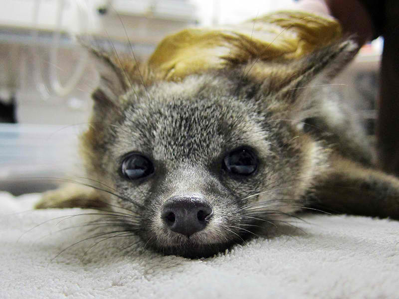 A gray fox suffering from rodenticide poisoning. A gray fox suffering from rodenticide poisoning.