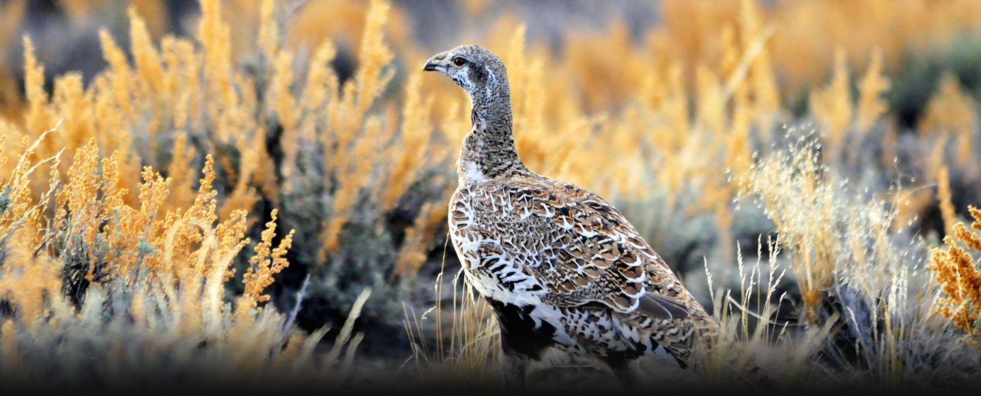Today, the Endangered Species Act is under fire, and species across the country need your help—including the sage grouse. Today, the Endangered Species Act is under fire, and species across the country need your help—including the sage grouse.