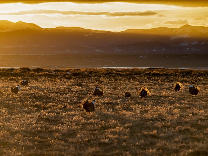 A sage-grouse lek at sunrise. The protection of sage-grouse habitat was the result of one of the largest conservation efforts in U.S. history. A sage-grouse lek at sunrise. The protection of sage-grouse habitat was the result of one of the largest conservation efforts in U.S. history.