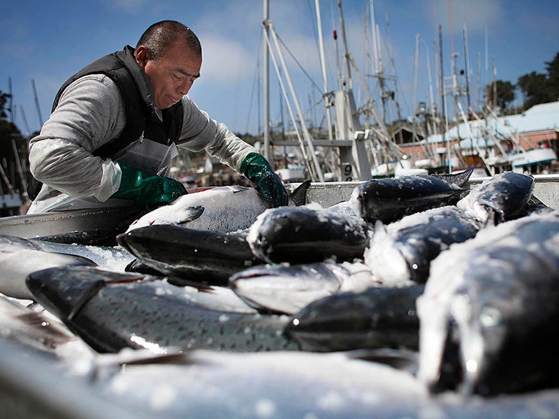 A fisherman unloads Chinook salmon from fishing boats in Ft. Bragg, California. A fisherman unloads Chinook salmon from fishing boats in Ft. Bragg, California.