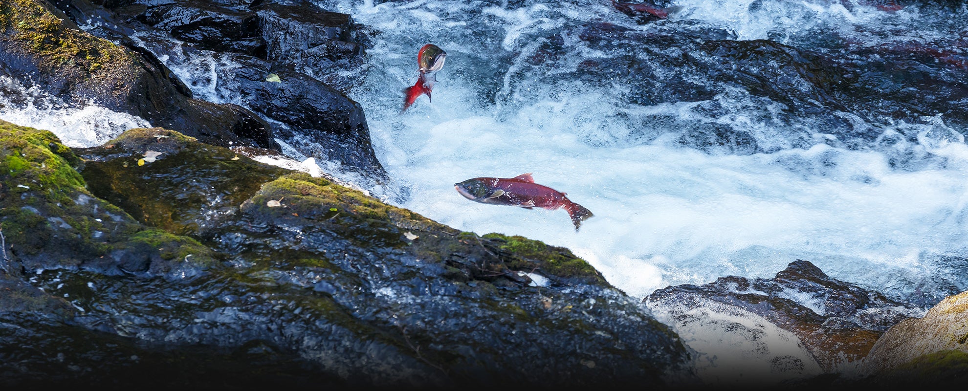 Salmon jump up a river to spawn the next generation. Salmon jump up a river to spawn the next generation.