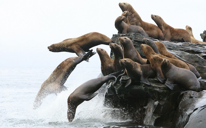 Photo of Steller sea lions jumping from a rock ledge into the Northern Pacific Ocean